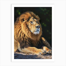 Barbary Lion Resting Acrylic Painting 2 Art Print