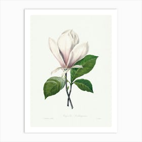 Magnolia Soulangiana, Pierre Joseph Redouté Art Print