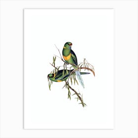 Vintage Black Tailed Parakeet Bird Illustration on Pure White Art Print