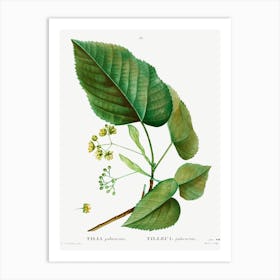 Tilia Pubescens, Pierre Joseph Redoute Art Print