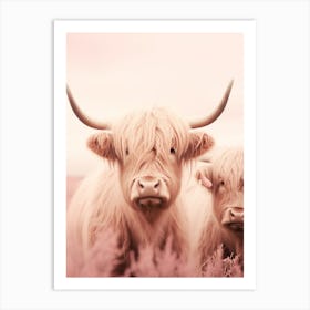 Portrait Of Two Highland Cows In The Field Pink Realistic Photography 1 Art Print