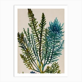 Acropora Hoeksemai Vintage Graphic Watercolour Art Print