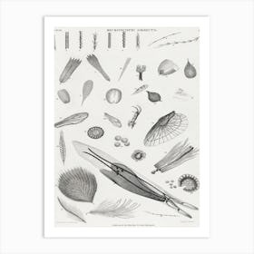 Microscopic Objects, Oliver Goldsmith, 1 Art Print