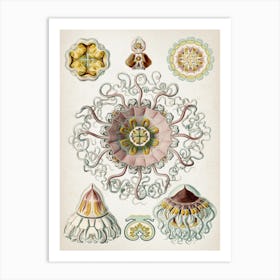 Vintage Haeckel 2 Tafel 38 Taschenquallen Art Print