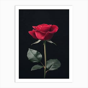 Red Rose On Black Background 11 Art Print