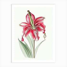 Amaryllis Floral Quentin Blake Inspired Illustration 1 Flower Art Print