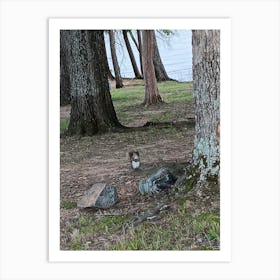 Squirrel On The Lake Art Print