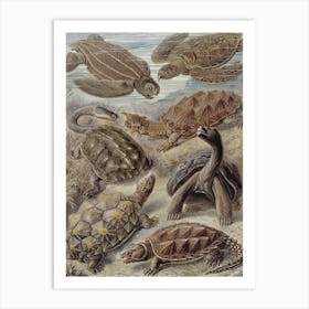 Vintage Haeckel 18 Tafel 89 Schildkröten Art Print