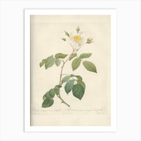 Rose Illustration, Pierre Joseph Redoute (93) Art Print