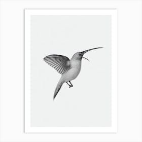 Kiwi B&W Pencil Drawing 1 Bird Art Print