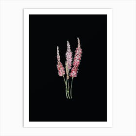 Vintage Polygonum Flower Botanical Illustration on Solid Black n.0417 Art Print