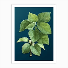Vintage White Mulberry Plant Botanical Art on Teal Blue n.0682 Art Print