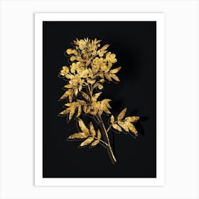 Vintage Argentine Senna Botanical in Gold on Black n.0249 Art Print