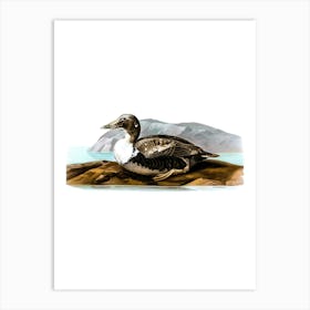 Vintage Common Eider Duck Illustration on Pure White 1 Art Print