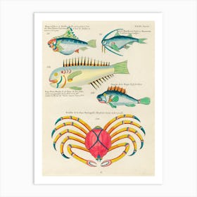 Colourful And Surreal Illustrations Of Fishes And Crab Found In The Indian And Pacific Oceans, Louis Renard (23) Art Print