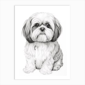 Shiba Tzu Dog, Line Drawing 4 Art Print