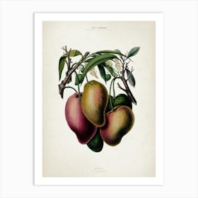 Vintage Denisse 3 Mango Art Print