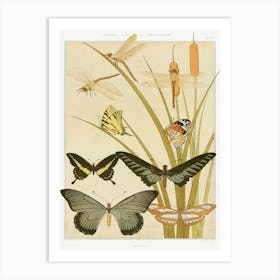 Butterflies From The Animal In The Decoration (1897), Maurice Pillard Verneuil Art Print