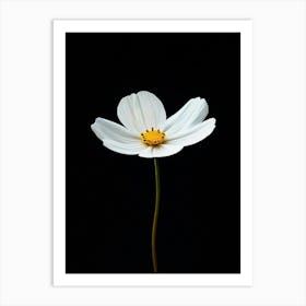 White Cosmos Flower Art Print