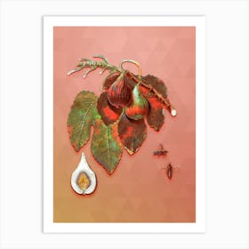 Vintage Fig Botanical Art on Peach Pink Art Print