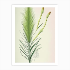 Horsetail Herb Pencil Colour Art Print