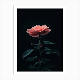 Rizwanakhan Rose Flower Black Background Ultra Hd 8k Ar 916 B82e37ce 3322 46b0 9a77 Bef5246c35b3 1 Art Print