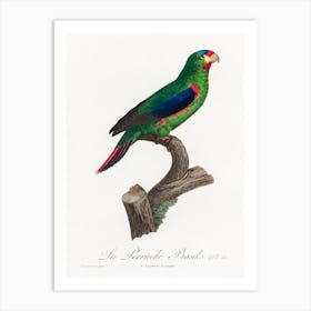 The Swift Parrot From Natural History Of Parrots, Francois Levaillant 1 Art Print