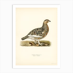 Willow Ptarmigan Male, The Von Wright Brothers Art Print