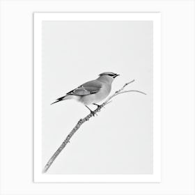 Cedar Waxwing B&W Pencil Drawing 2 Bird Art Print