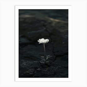 White Flower 23 Art Print