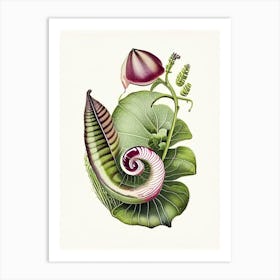 Banded Snail  1 Botanical Art Print