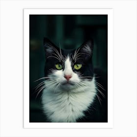 Black And White Cat 1 Art Print