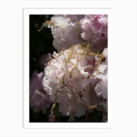 Pale pink blossoms of the Rhododendron Art Print