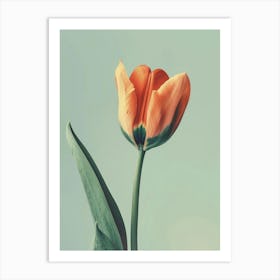 Orange Tulip 2 Art Print