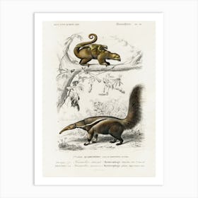Pygmy Anteater (Cyclopes Didactylus) And Giant Anteater (Myrmecophaga Tridactyla), Charles Dessalines D' Orbigny Art Print