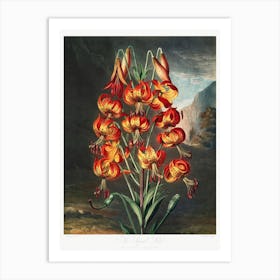The Superb Lily From The Temple Of Flora (1807), Robert John Thornton Art Print