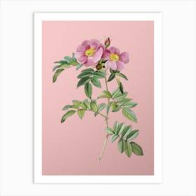 Vintage Shining Rosa Lucida Botanical on Soft Pink n.0881 Art Print
