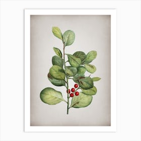 Vintage Lingonberry Evergreen Shrub Botanical on Parchment n.0885 Art Print