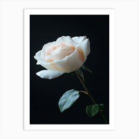 White Rose On Black Background 5 Art Print