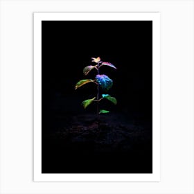 Small Plant In The Dark Art Print