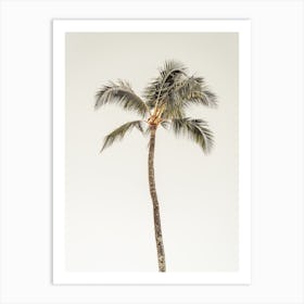 Single Palm Tree Art Print