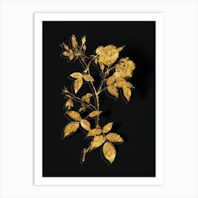 Vintage Velvet China Rose Botanical in Gold on Black n.0447 Art Print