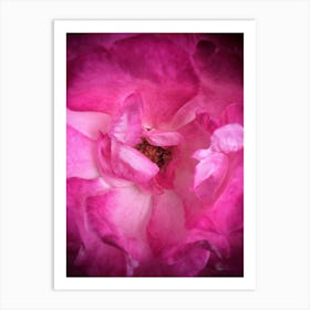 Pink Rose Art Print