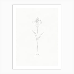 Iris Line Drawing Art Print