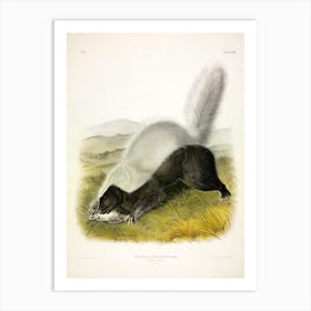 Texan Skunk, John James Audubon Art Print