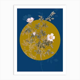 Vintage Botanical Pink Hedge Rose in Bloom on Circle Yellow on Blue Art Print