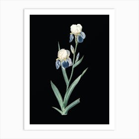 Vintage Elder Scented Iris Botanical Illustration on Solid Black n.0106 Art Print