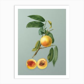 Vintage Peach Botanical Art on Mint Green Art Print