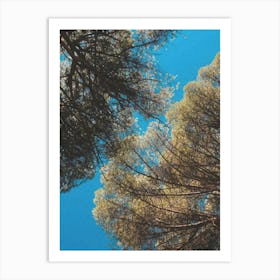 Pine Trees Art Print