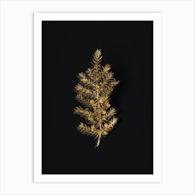Vintage Common Juniper Botanical in Gold on Black n.0582 Art Print